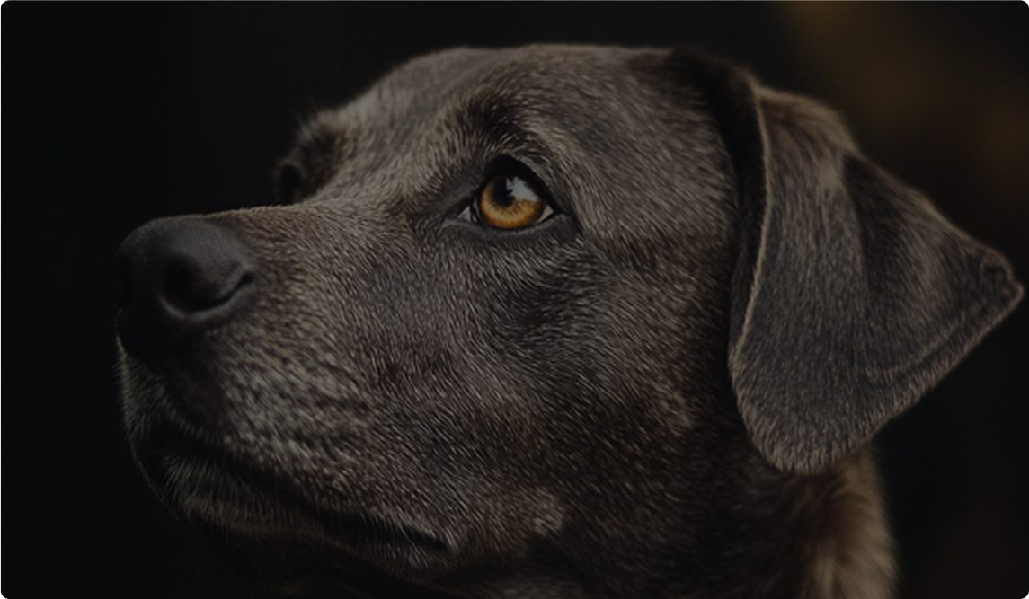 반려동물 유산 상속 내용으로 반려동물 보호자를 그리워 하는 반려동물