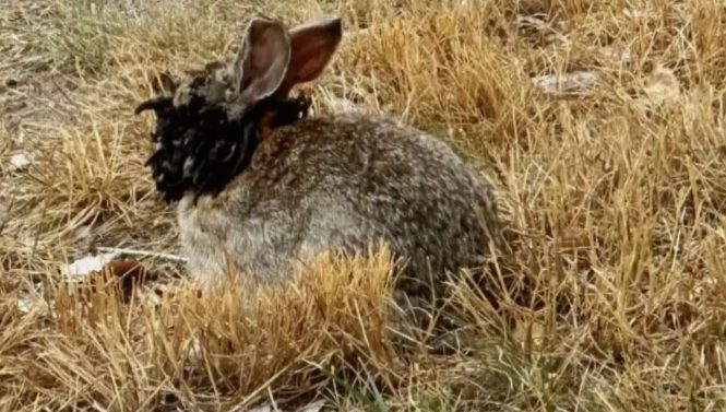 토끼는 쇼프 유두종 바이러스로 인해 두부 종양이 발생할 수 있슴